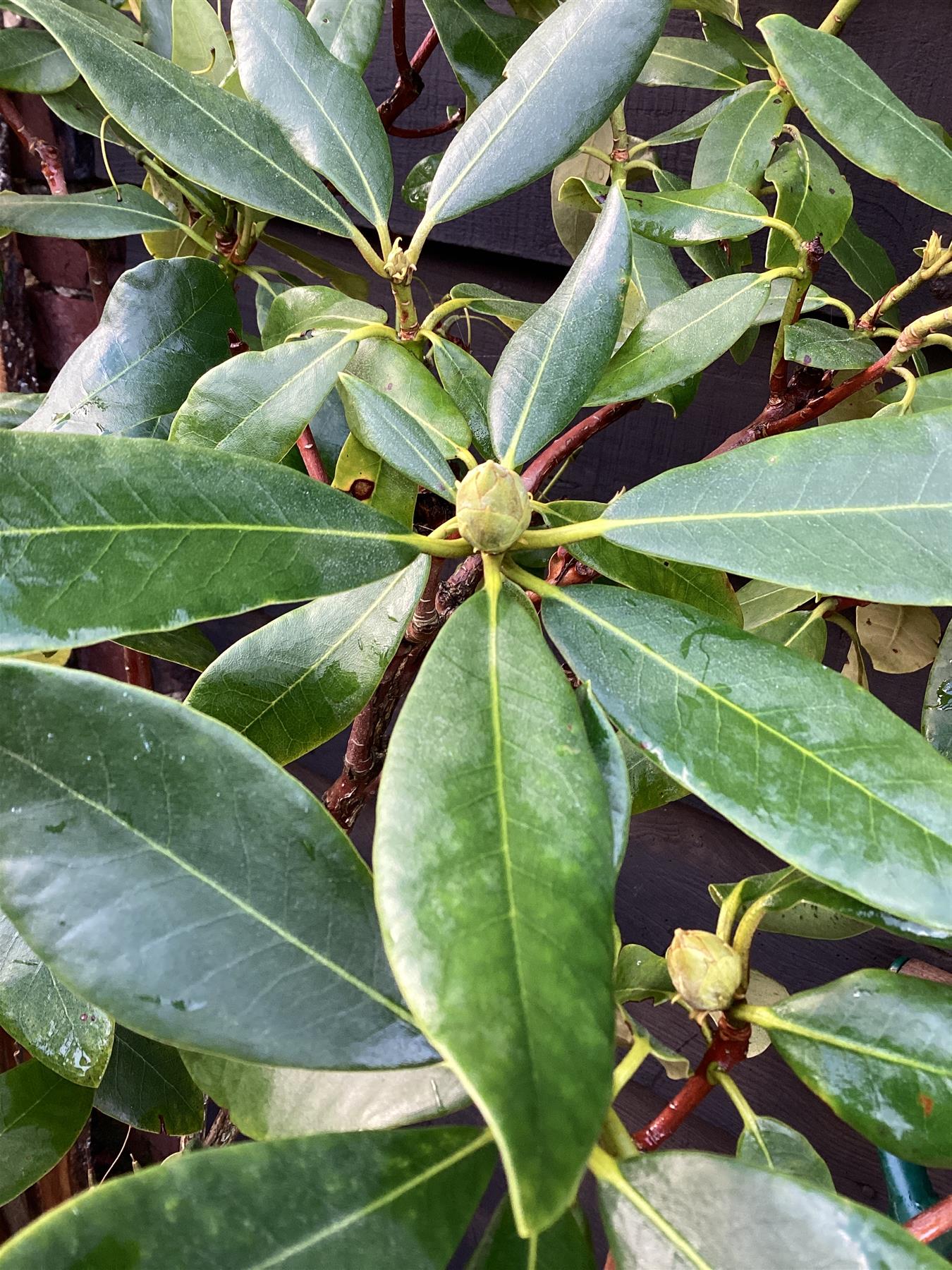 Rhododendron 'Nova Zembla' - 100-150cm, 35lt
