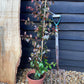 Trachelospermum | Star jasmine - 120cm, 10lt