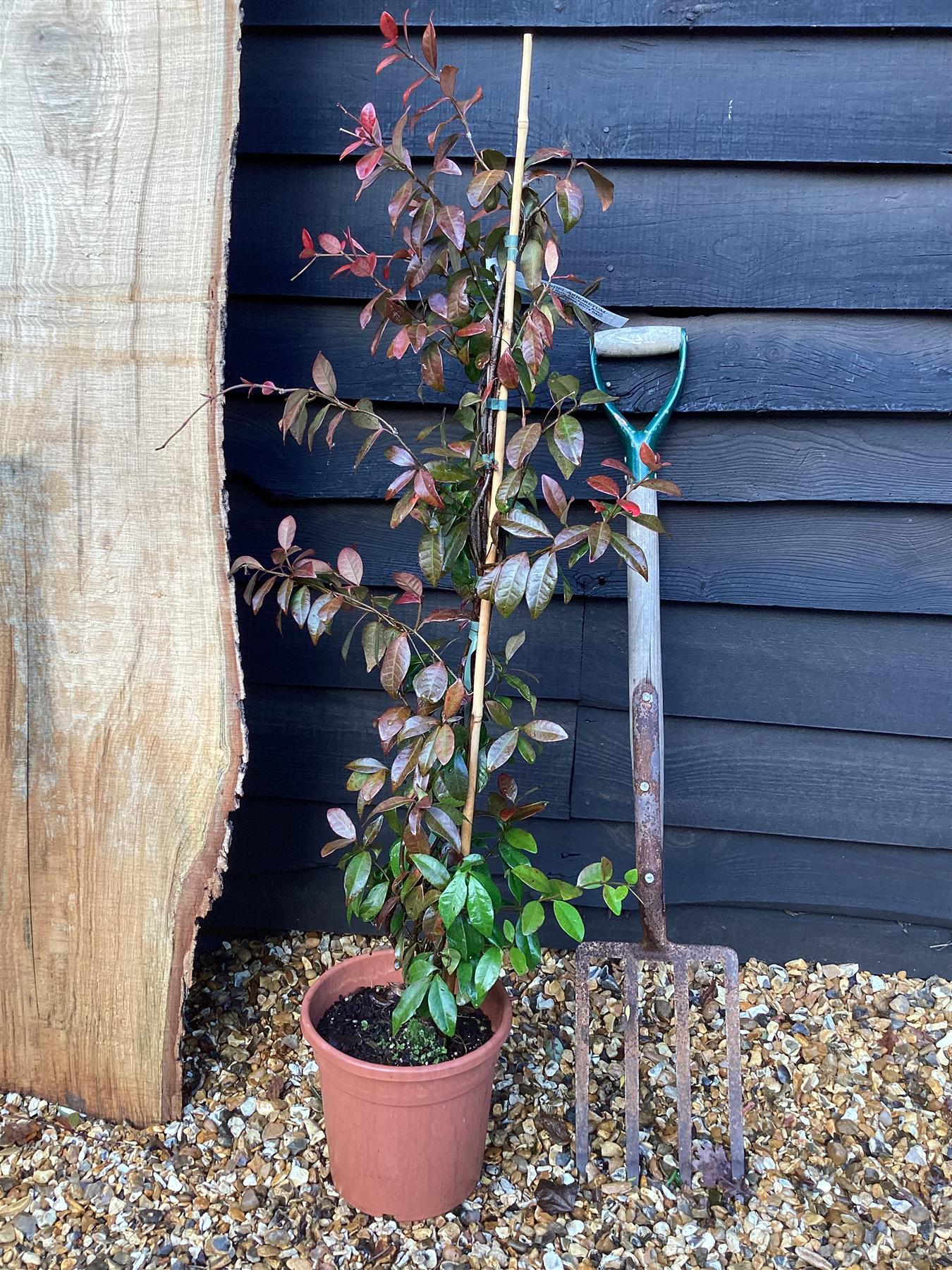Trachelospermum | Star jasmine - 120cm, 10lt