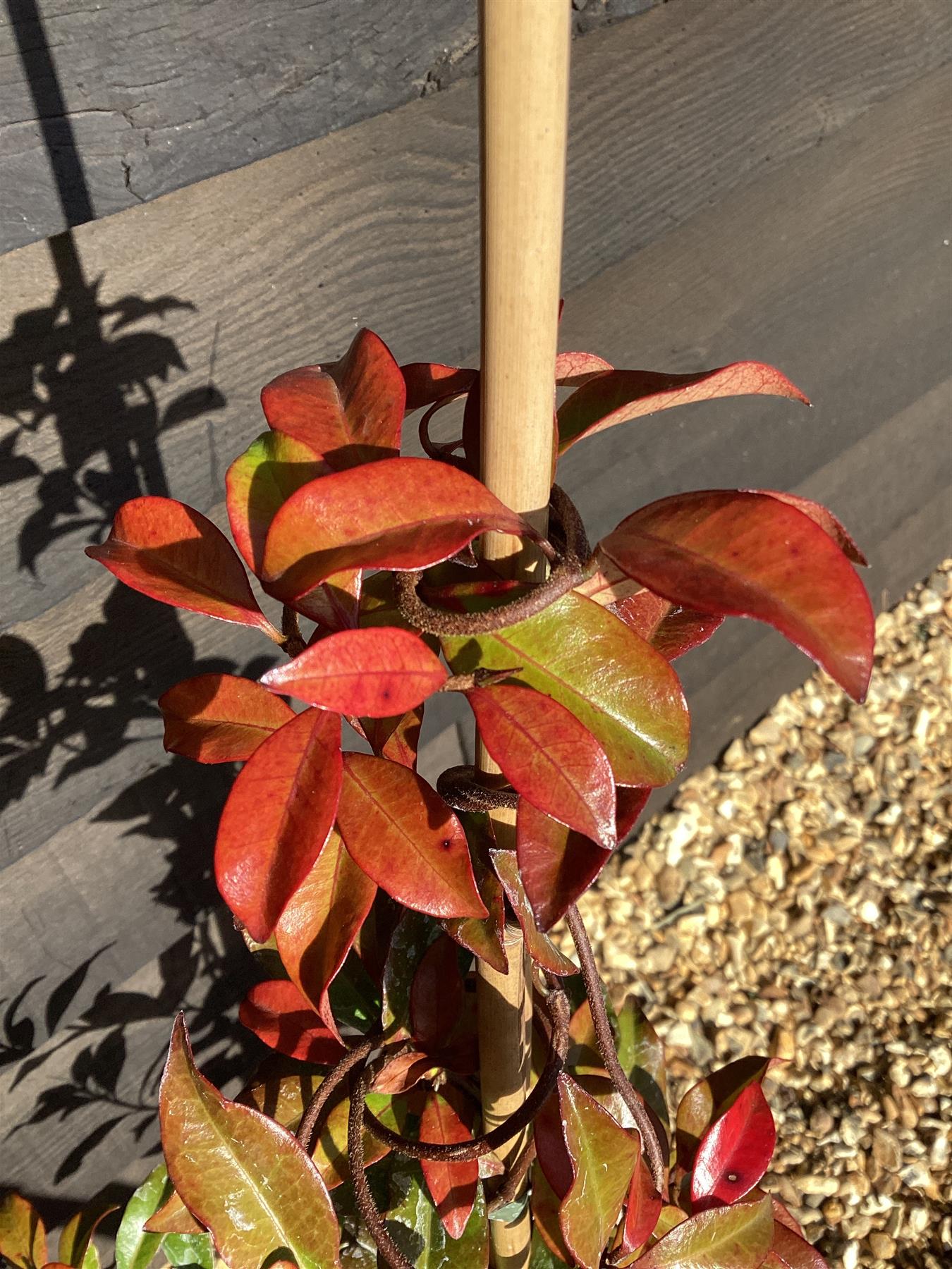 Trachelospermum asiaticum 'Pink Showers' - 40-60cm, 2lt