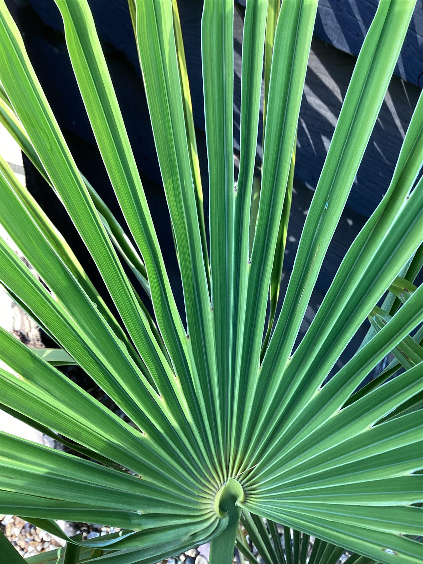 Trachycarpus fortunei | Chinese Windmill Palm - 80-100cm, 25lt