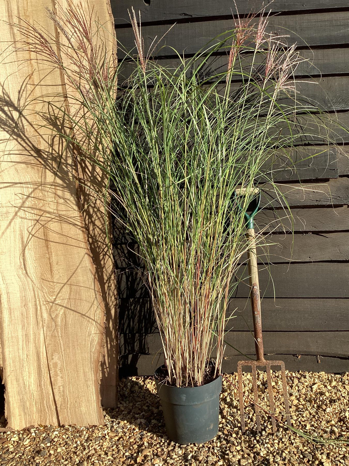 Miscanthus sinensis 'Kleine Silberspinne' | Eulalia 'Kleine Silberspin
