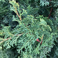 Chamaecyparis obtusa 'Nana Gracilis' | Dwarf Hinoki Cypress - 125cm, 45lt