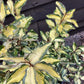 Elaeagnus 'Maryline' (Abrela) | Evergreen Silverthorn - 80-100cm, 15lt