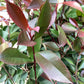 Photinia Red Robin | Christmas berry 'Red Robin' - Girth 8cm - 160cm, 30lt