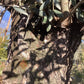 Olive Tree | Olea Europea 1/2 Std Girth 67cm - 235-245cm, 160lt