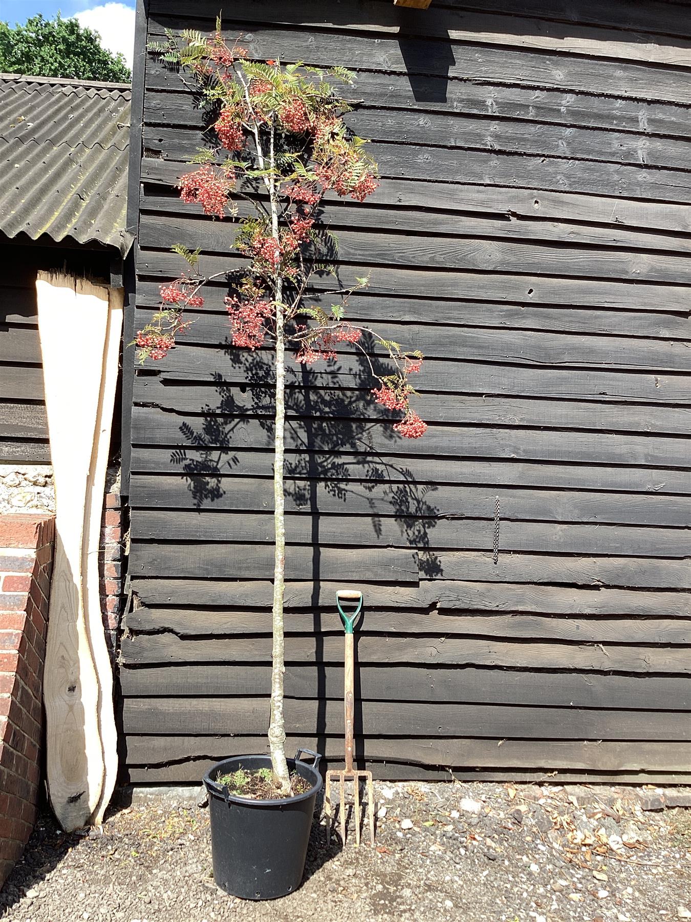Sorbus vilmorinii | Vilmorin's Rowan 1/2 std, Clear Stem - 200-240cm, 50lt
