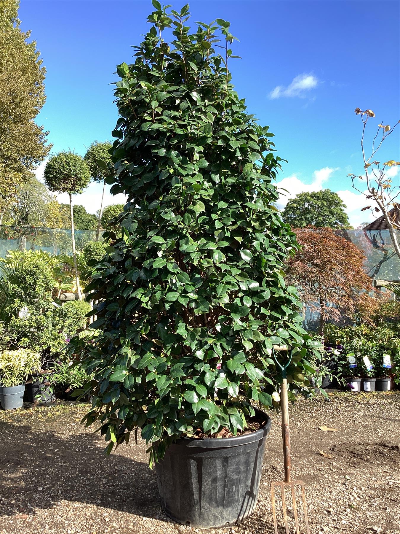 Camellia sasanqua - 350-370cm, 210lt