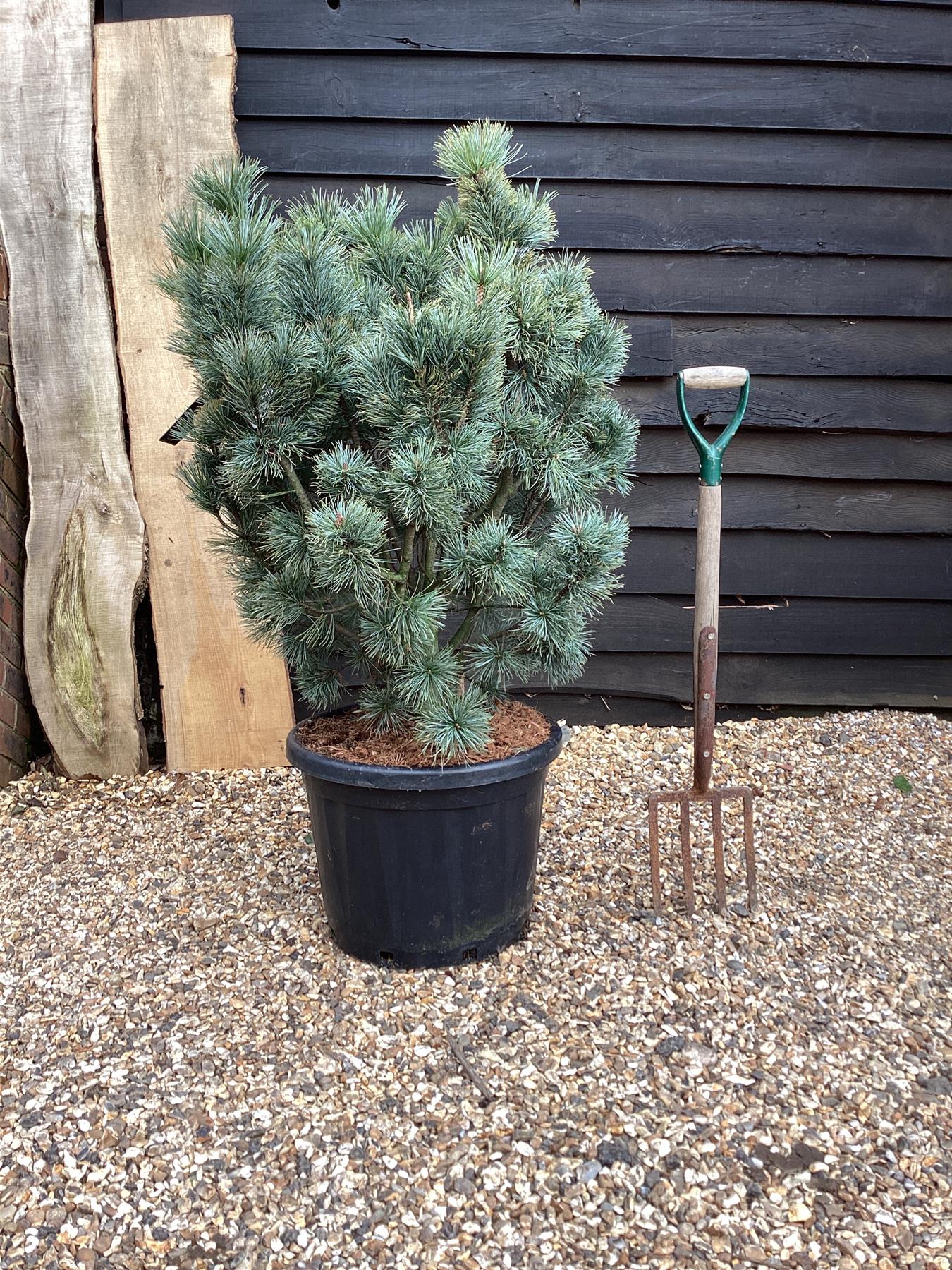 Pinus pumila 'Glauca' | Glaucous Dwarf Siberian Pine - Height 100cm - Width 80-90cm - 45lt