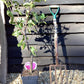 Prunus domestica Opal | Plum ‘Opal’ - 100-120cm, 7lt