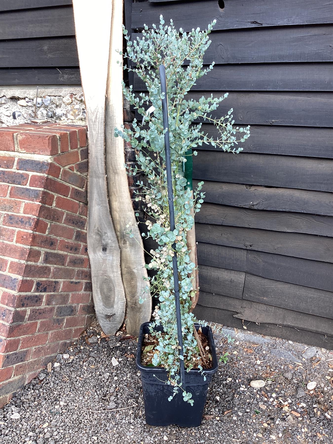 Eucalyptus Azura | Cider Gum Azura - Metal Frame - 150-160cm, 30lt
