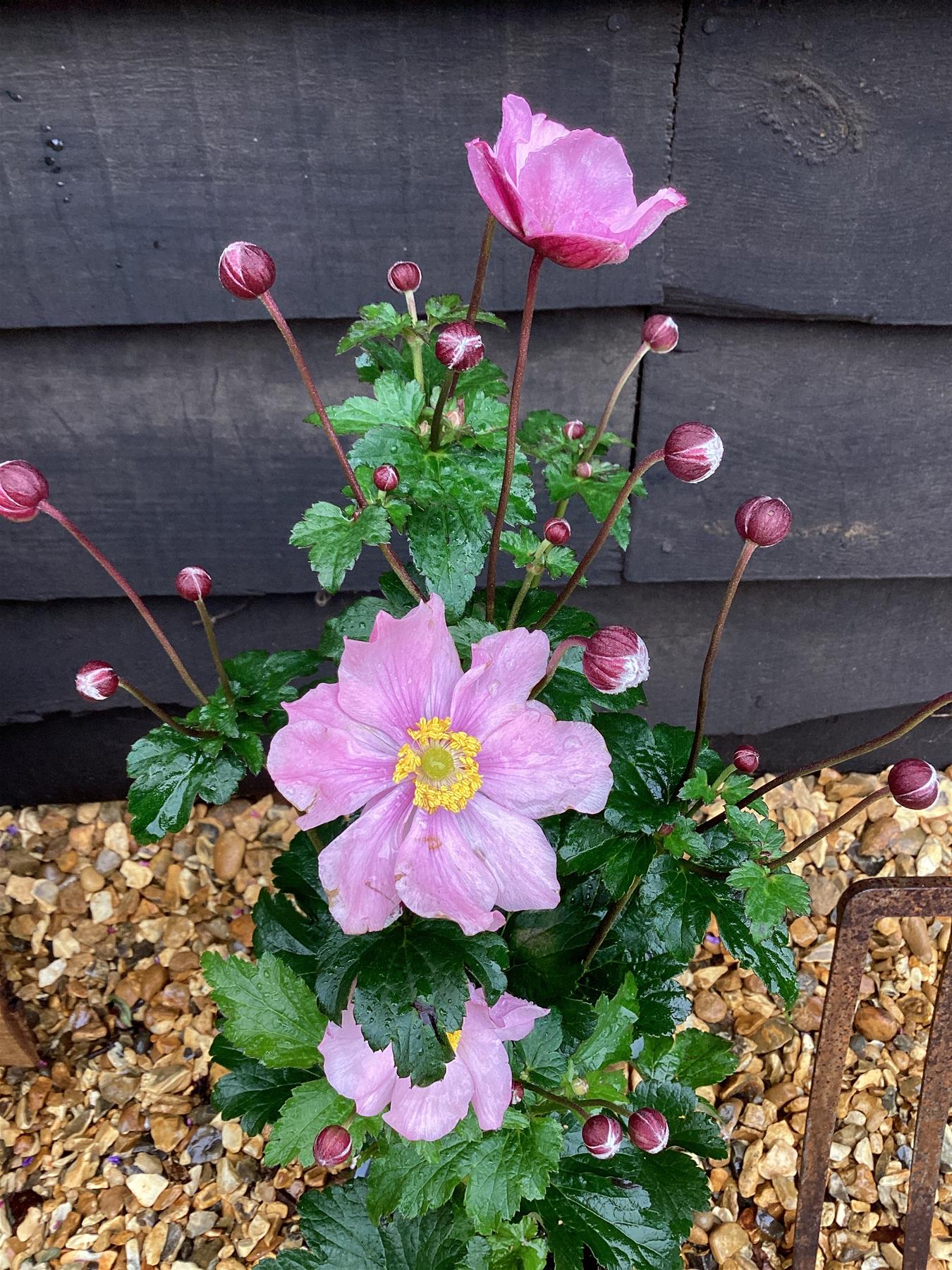 Anemone Rose - 40-50cm, 2lt