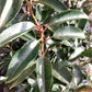 Portuguese laurel | Prunus lusitanica 'Angustifolia' - 160-170cm - 30lt