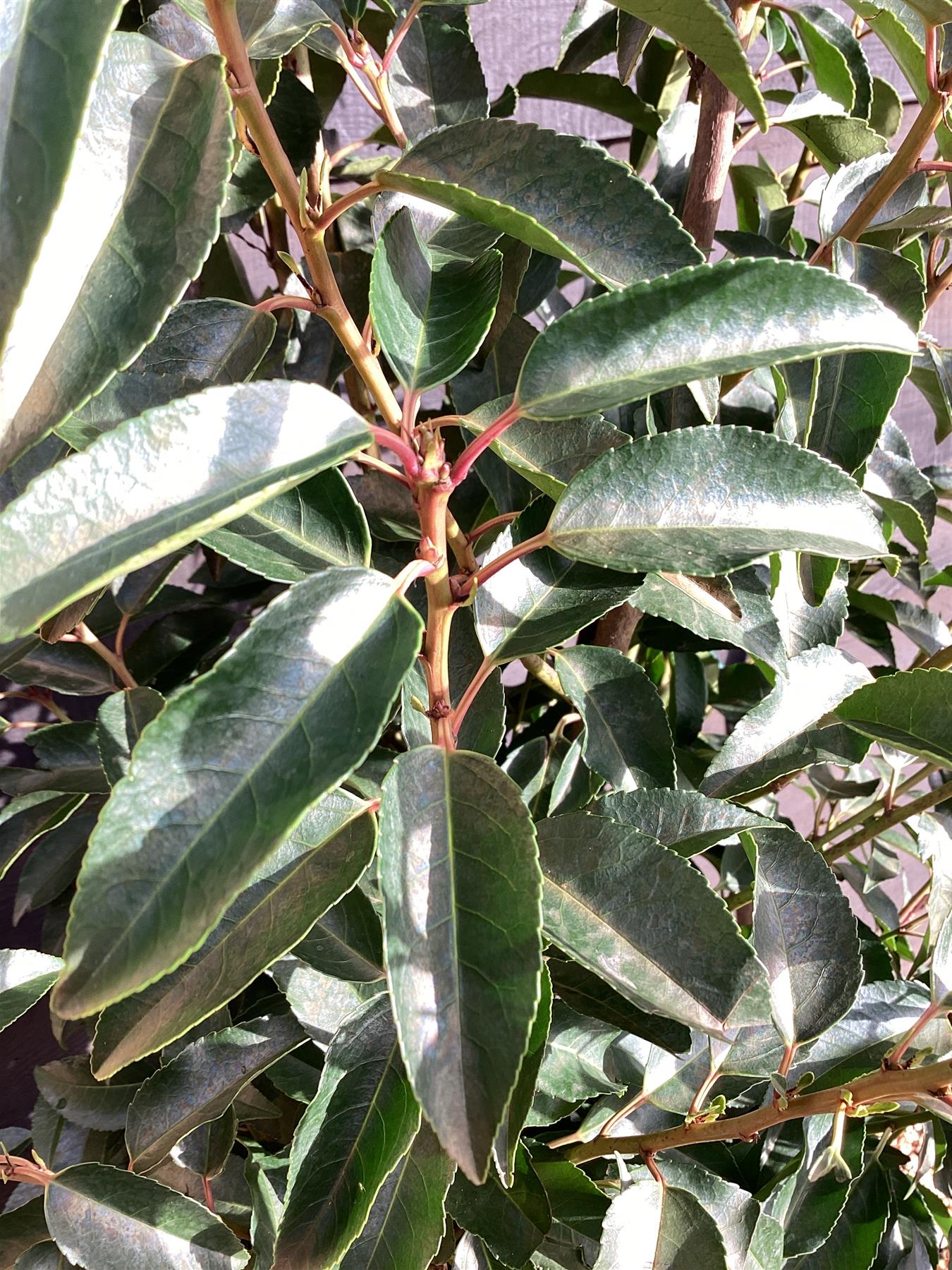 Portuguese laurel | Prunus lusitanica 'Angustifolia' - 160-170cm - 30lt