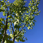 Ginkgo biloba | Maidenhair Tree - 400-450cm, 70lt