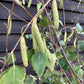 Betula pendula | Sliver Birch Multistem (alba) - 250-300cm, 50lt