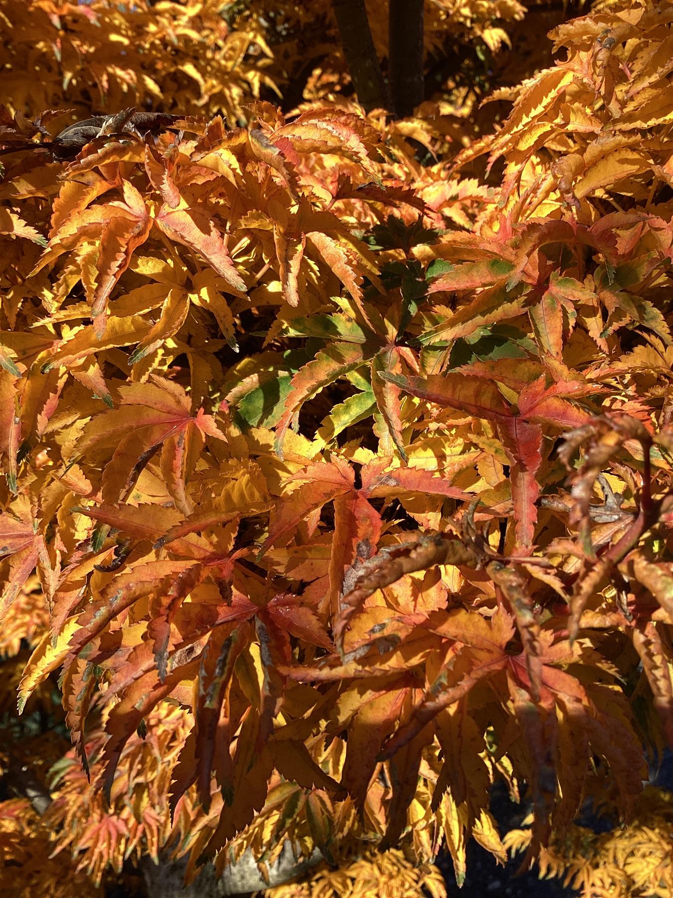 Acer palmatum 'Crispifolium' - Unique (Shishi Gashira Maple) - 200-250cm, 285lt