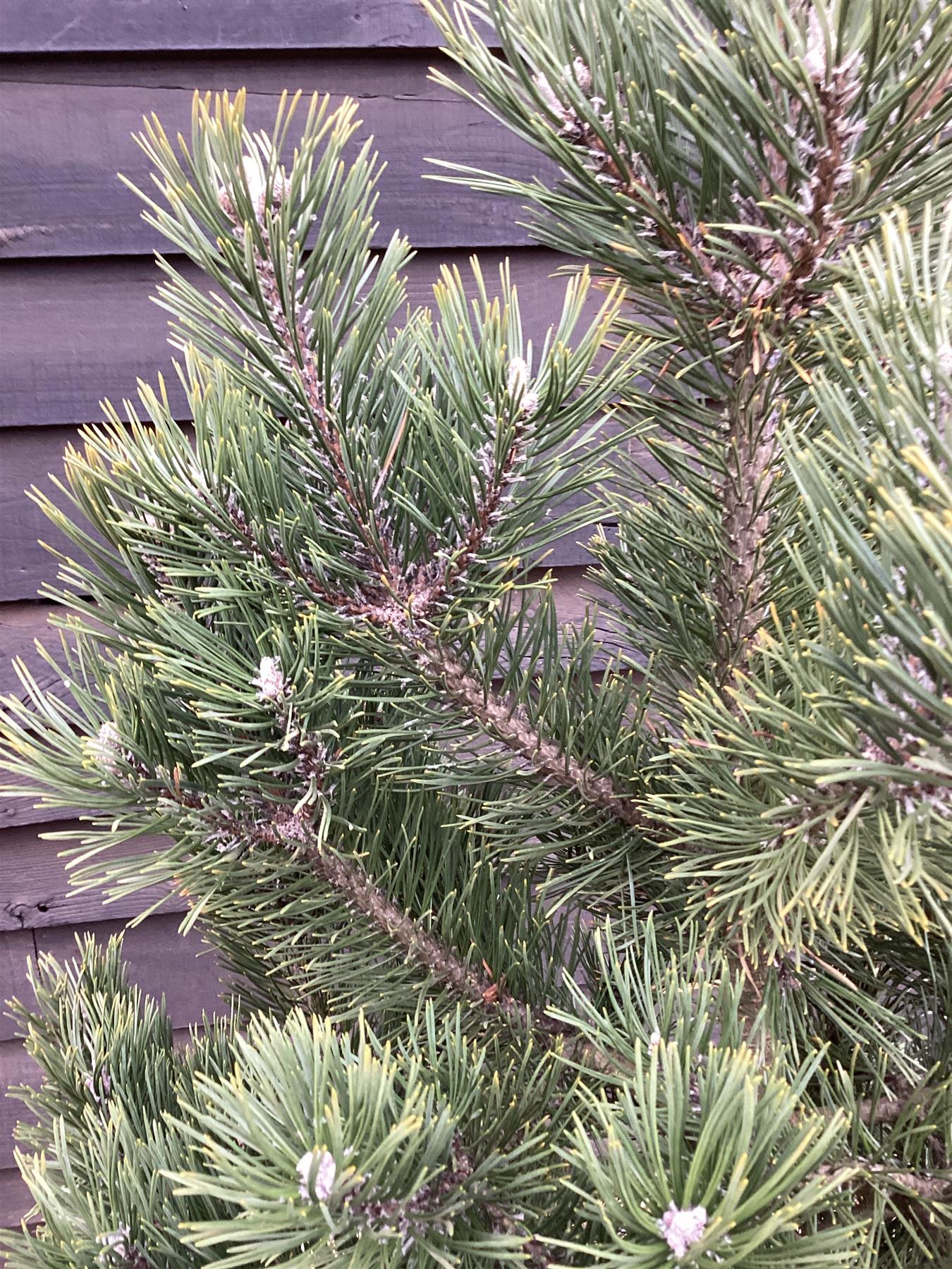 Pinus mugo 'Gnom' - Height 100cm - Width 90-100cm - 65lt