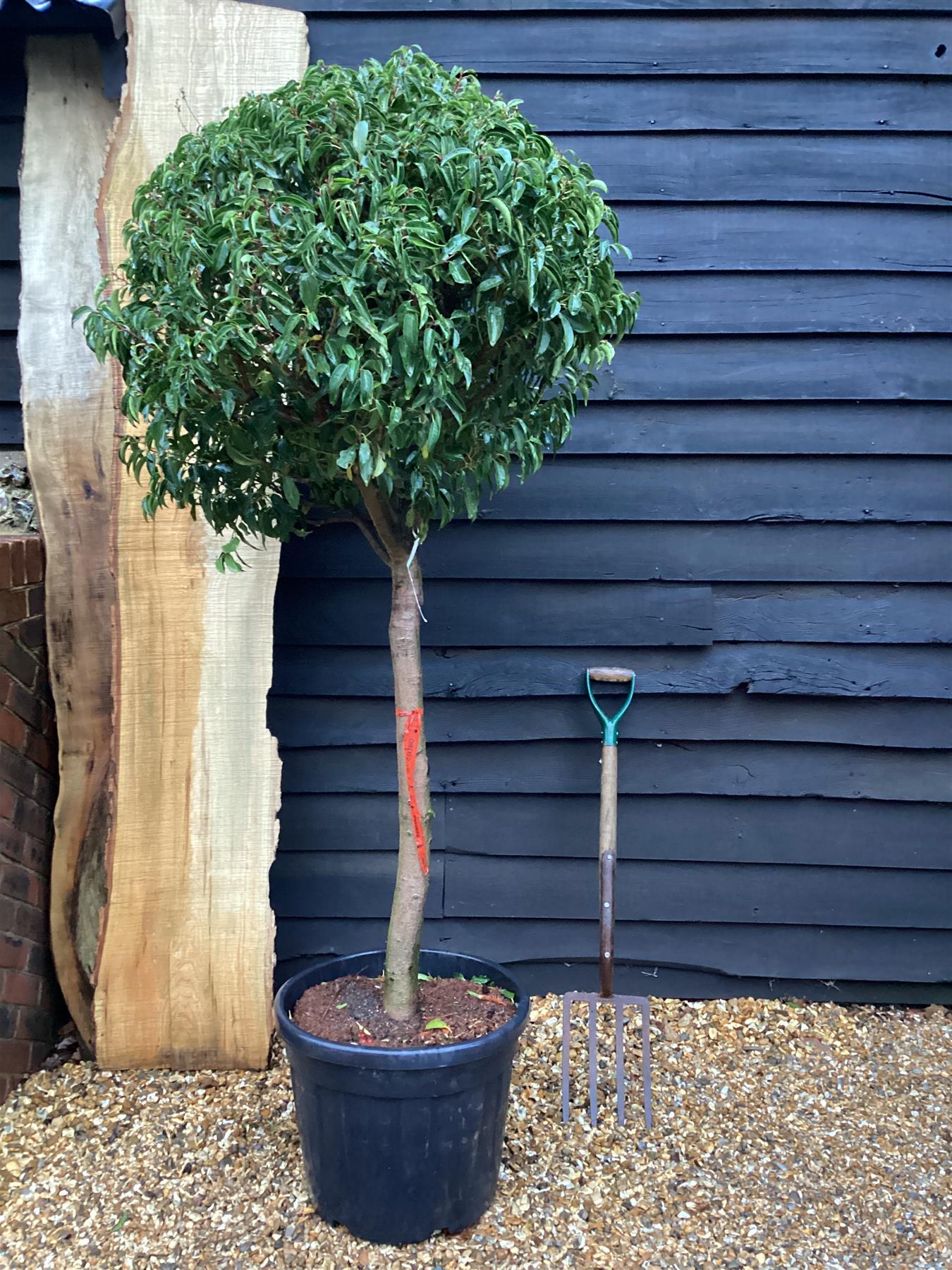 Prunus Lusitanica | Portuguese Laurel Cherry - Standard - Girth 16-18cm - 190cm, 55lt