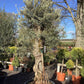 Olive Tree | Olea Europea 1/2 Standard - 265-270cm, 230lt