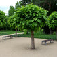 Catalpa Bungei | Indian bean tree - Girth 20cm - 350-360cm - 130cm