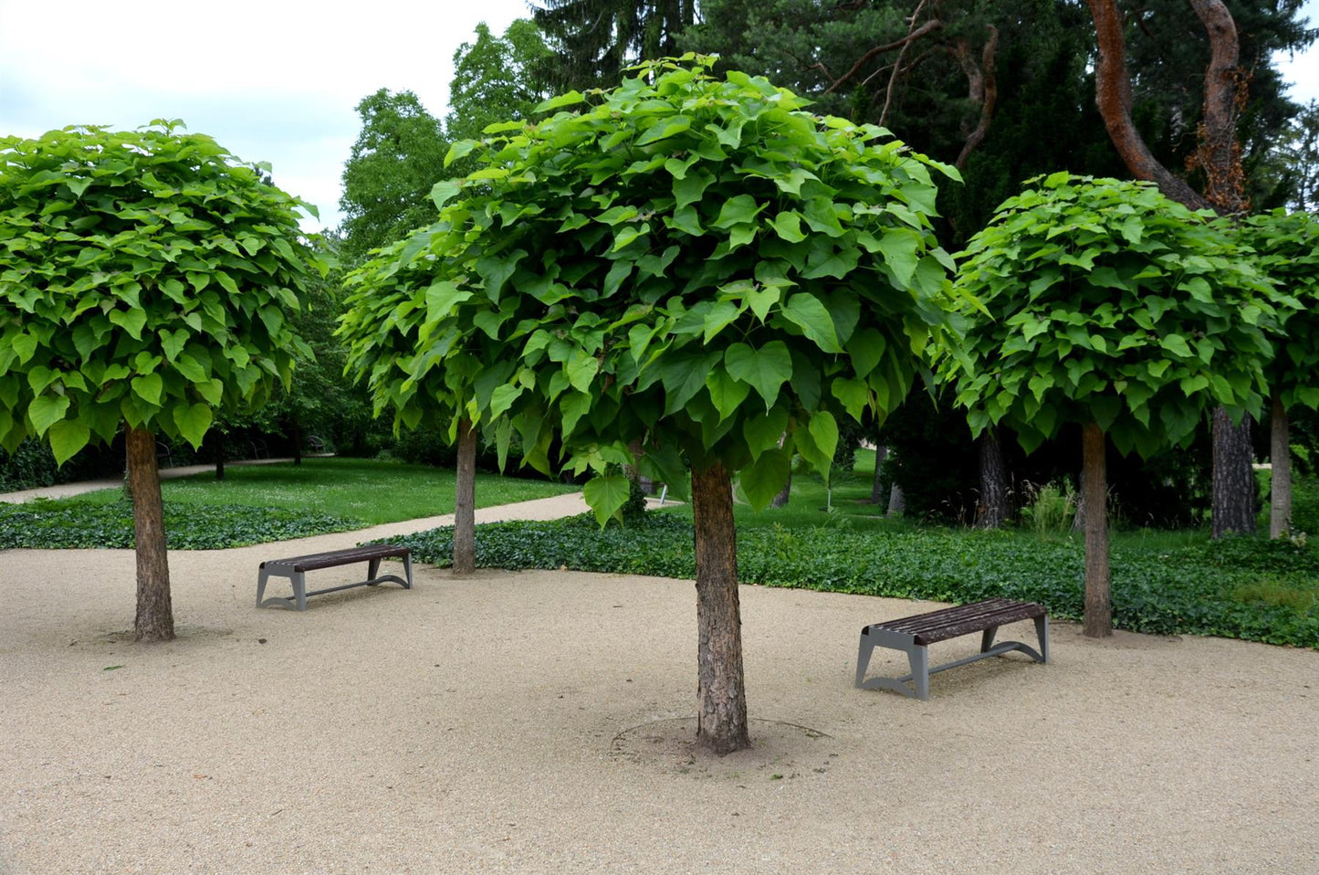 Catalpa Bungei | Indian bean tree - Girth 20cm - 350-360cm - 130cm
