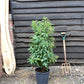 Prunus lusitanica | Portuguese Laurel Cherry - 100-120cm, 15lt