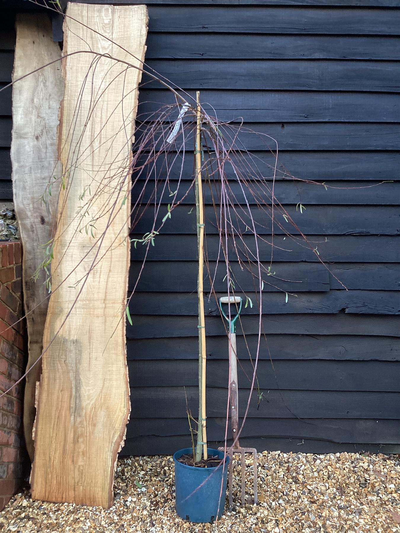 Salix purpurea 'Pendula' | Weeping Purple Willow - 200-250cm, 10lt