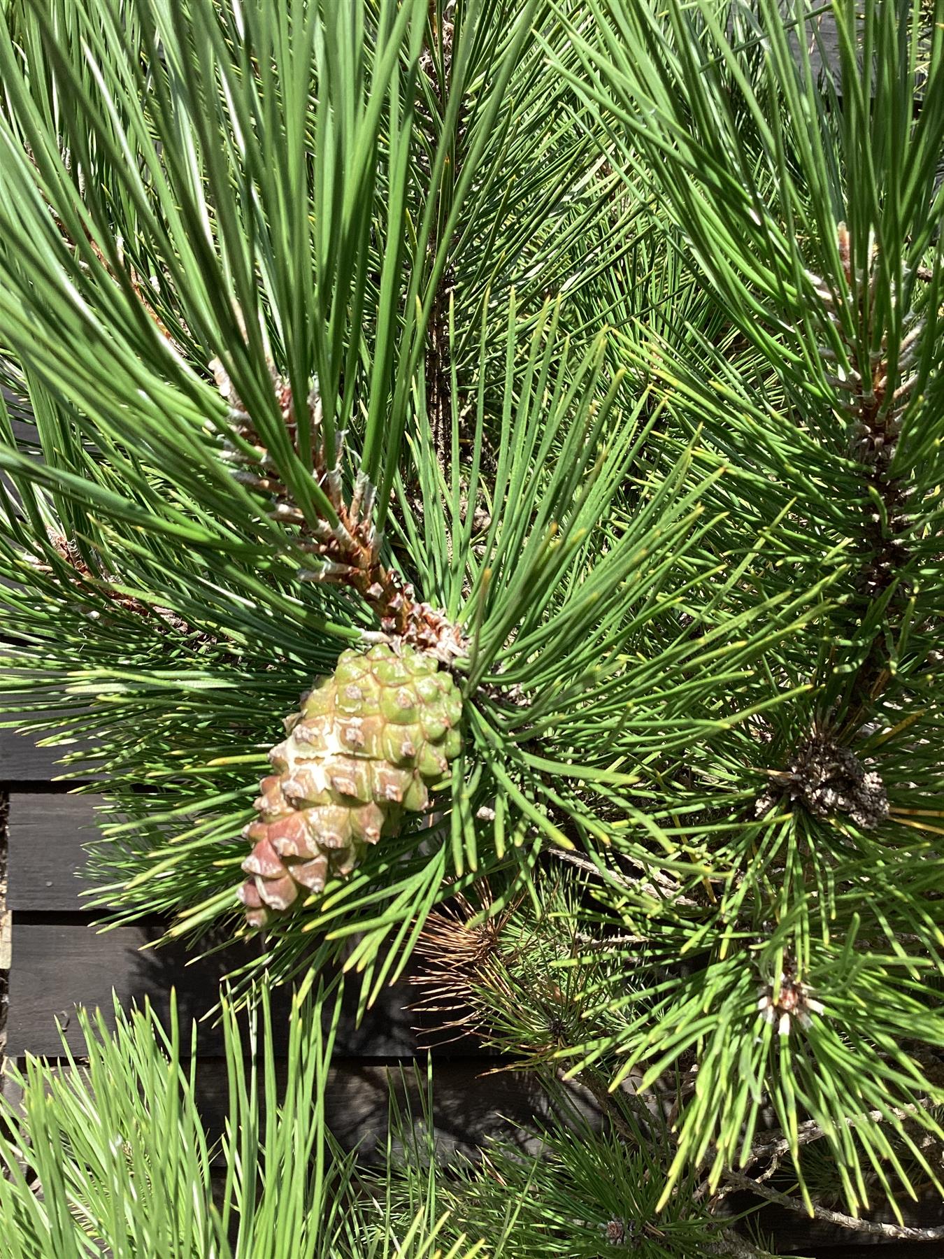 Pinus austriaca Nigra | European Black Pine - 160-200cm, 100lt