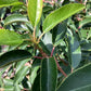 Prunus lusitanica 1/2 Std Clear Stem - 180-190cm, 35lt