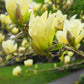 Magnolia Yellow River - 18cm - 420-430cm - 110lt