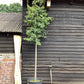 Acer palmatum | Japanese Maple - 300-350cm, 110lt