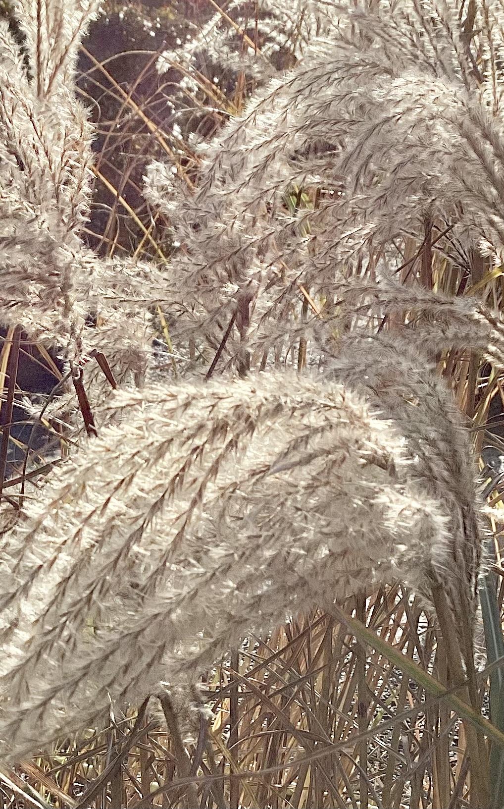 Miscanthus sinensis 'Ferner Osten' - 55-65cm, 10lt