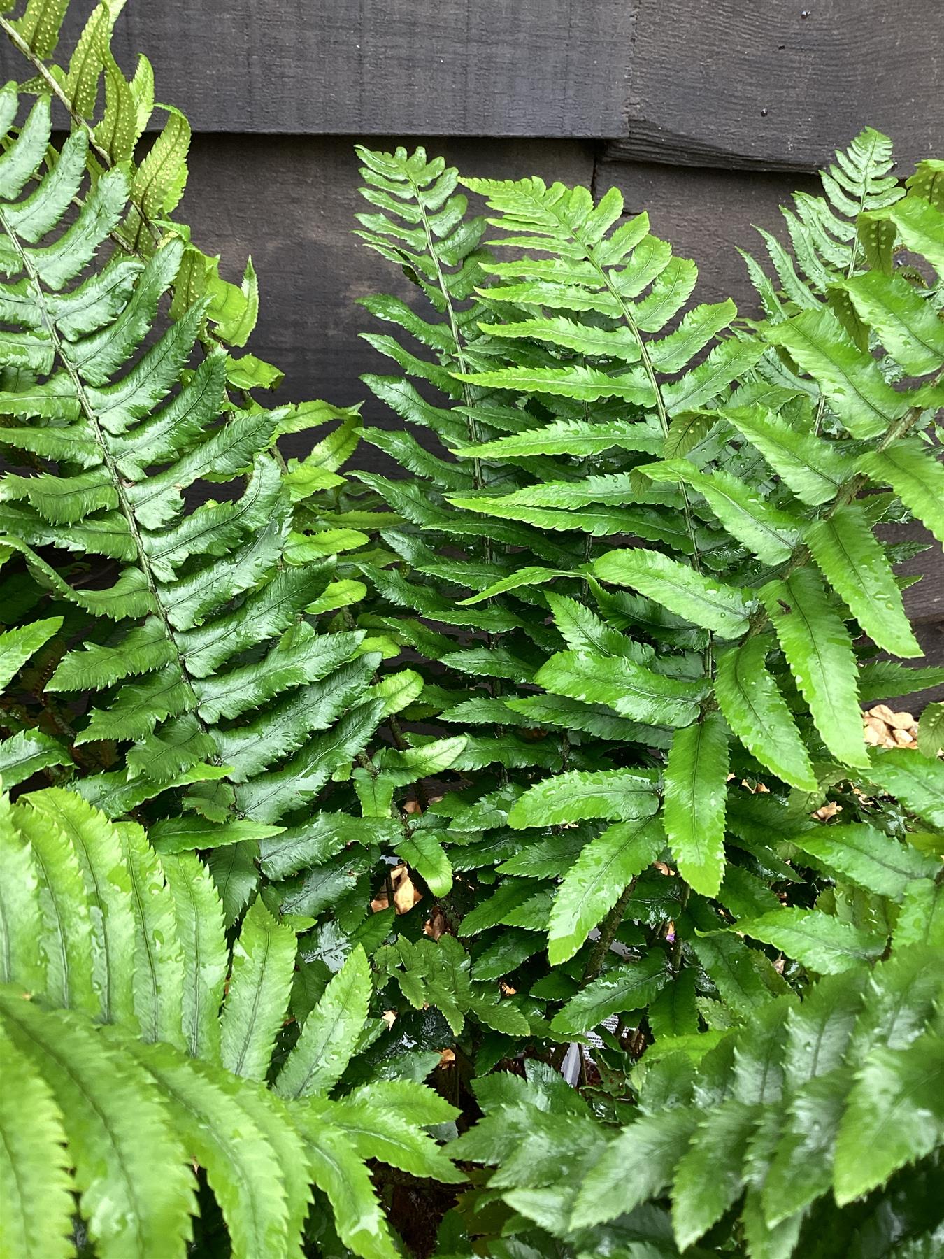 Dryopteris atrata | Black Fern - 55-60cm, 5lt