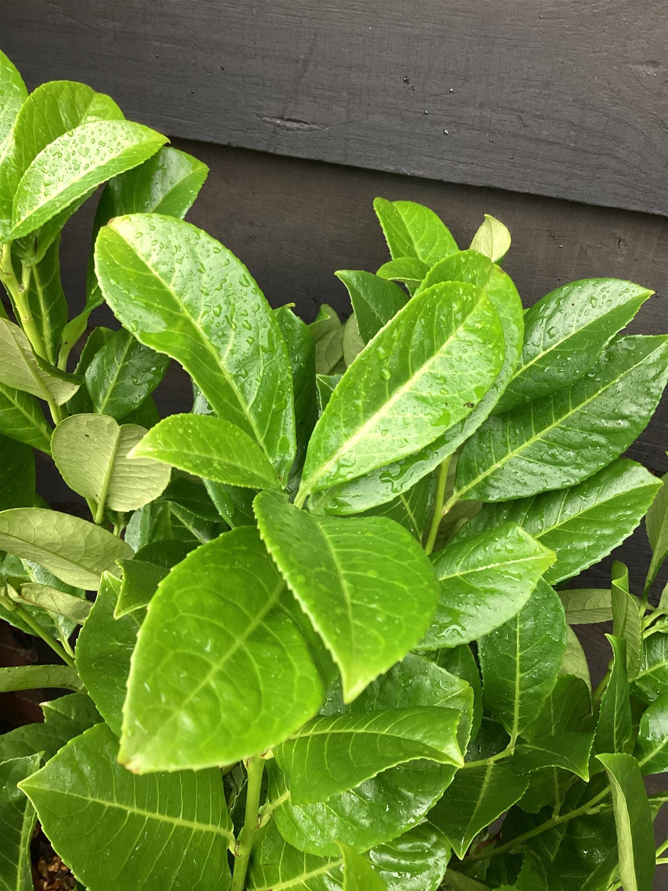 Cherry Laurel 'Rotundifolia' - 120-130cm, 7lt
