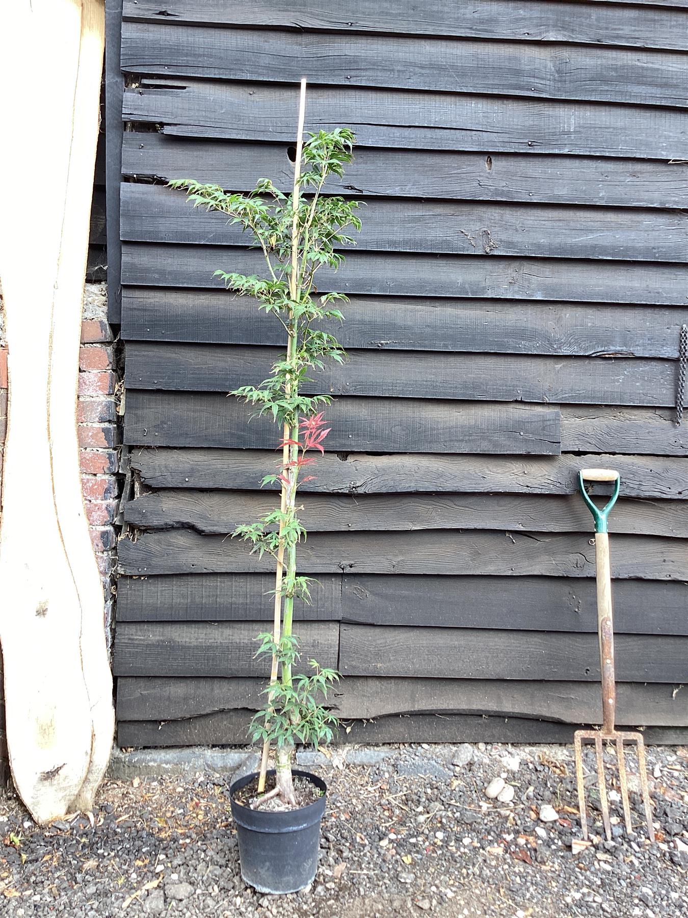Acer palmatum 'Scolopendriifolium Atropurpureum' 1/2 std | Bamboo-Leaf Japanese Maple - 120-150cm, 5lt