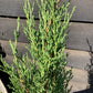 Cupressus sempervirens (Italian Cypress) - 180/190cm, 15lt