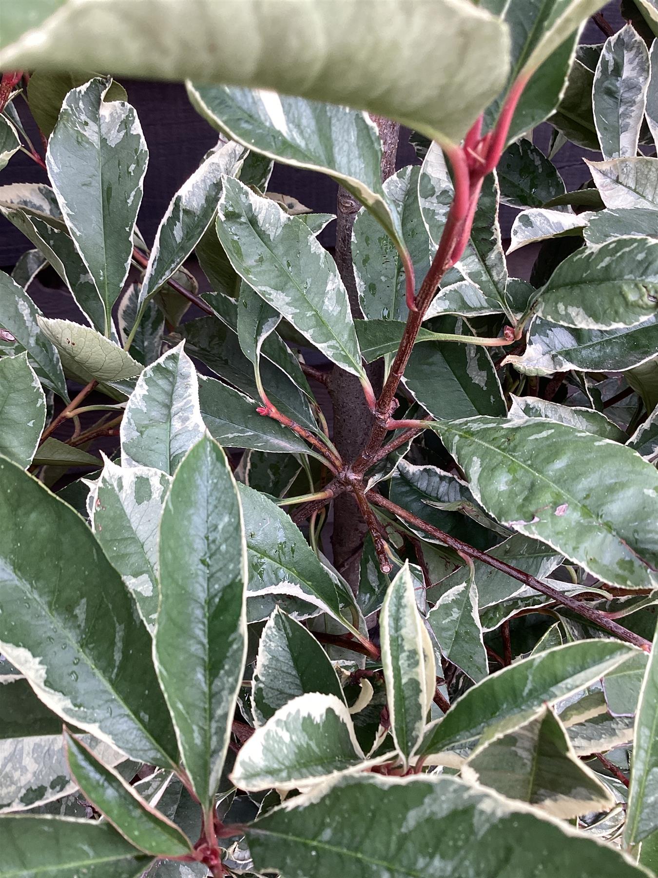 Photinia Pink Marble ('Cassini') | Christmas Berry Pink Marble - Frame - 165-175cm, 45lt