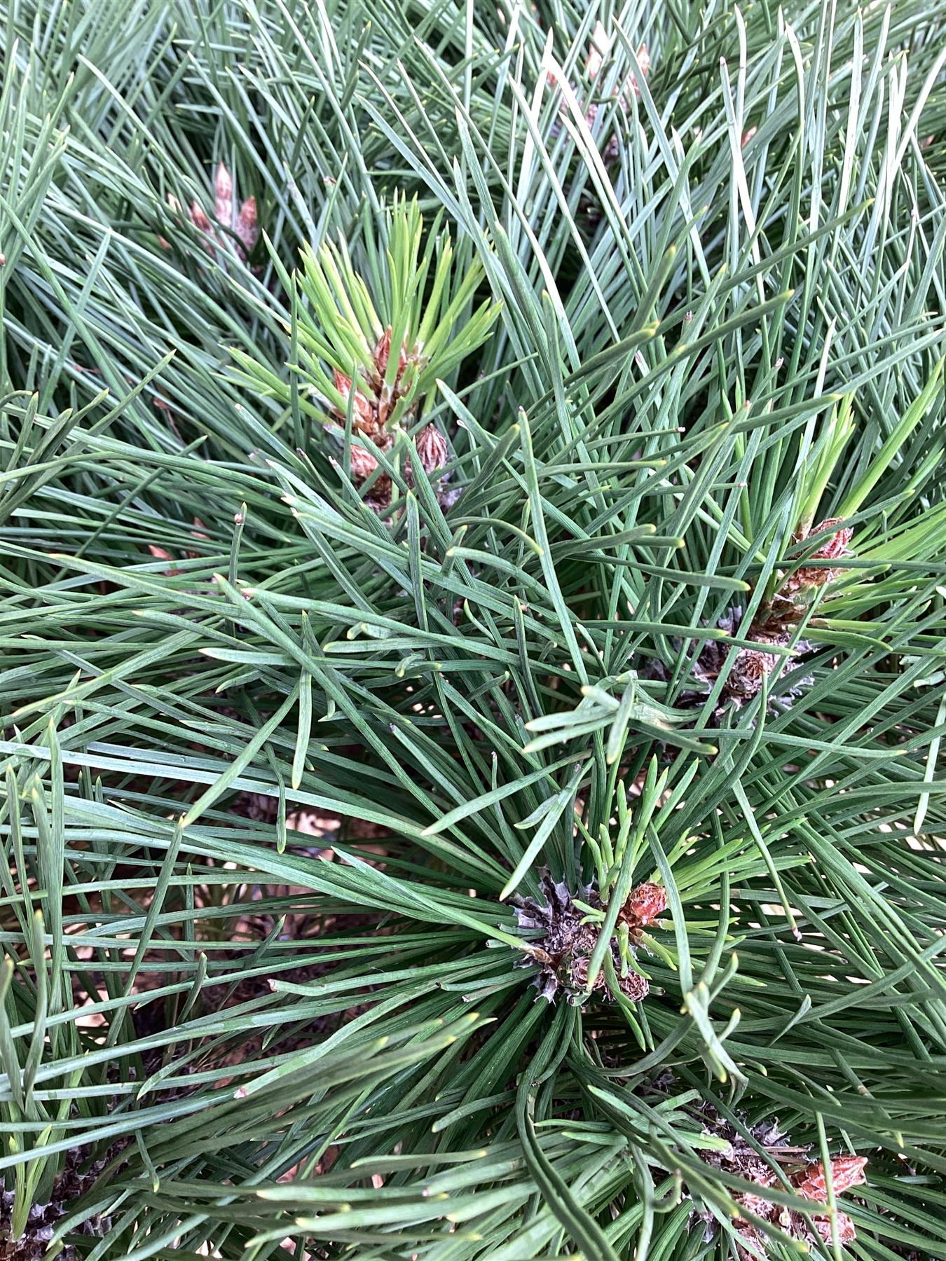 Pinus Nigra 'Brepo' | Dwarf Austrian Pine - Stem - ST30 - 100-110cm, 18lt