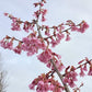 Prunus 'Okame' (cherry 'Okame') | Taiwan Cherry - 200-250cm, 20lt