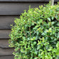 Ligustrum Jon Pom Pom 3 Ball | Privet Topiary - 18lt