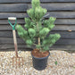Pinus nigra 'Oregon Green' | Austrian pine 'Oregon Green' - Height 90cm - Width 80cm - 20lt