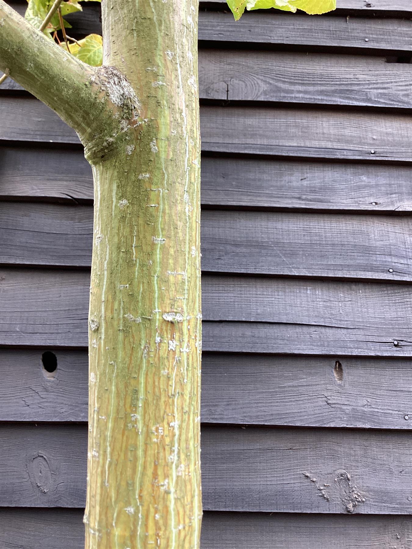 Acer davidii | Snake Bark Maple - 280-310cm, 70lt