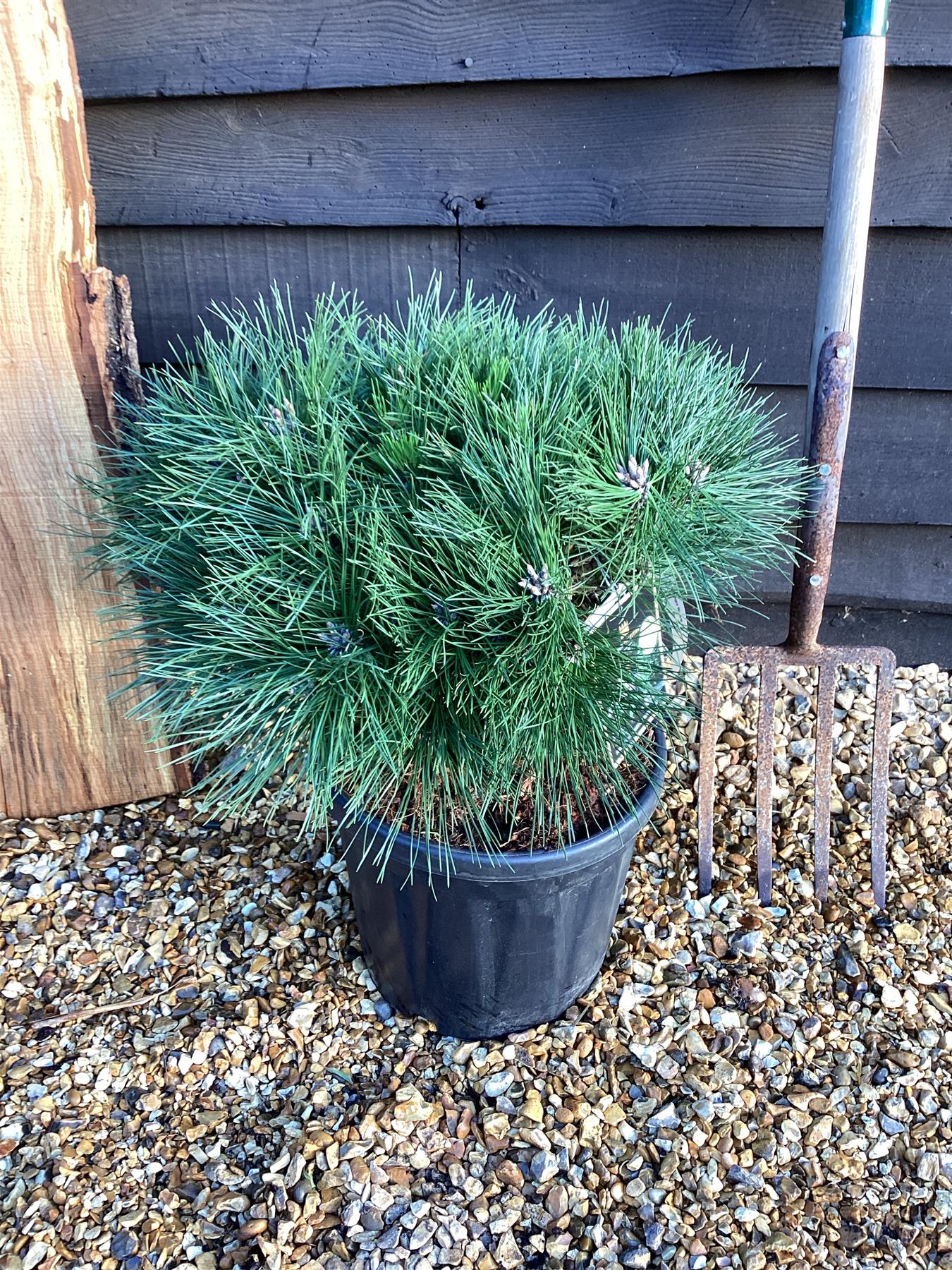 Pinus Nigra 'Brepo' | Dwarf Austrian Pine - 65-75cm, 18lt