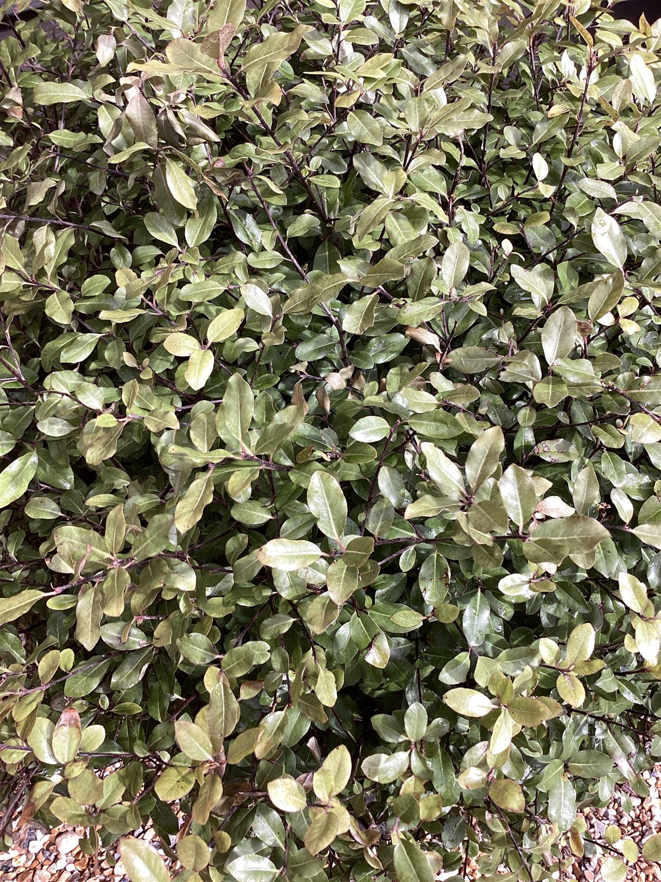 Pittosporum tenuifolium 'Golf Ball' - 80-90cm, 20lt