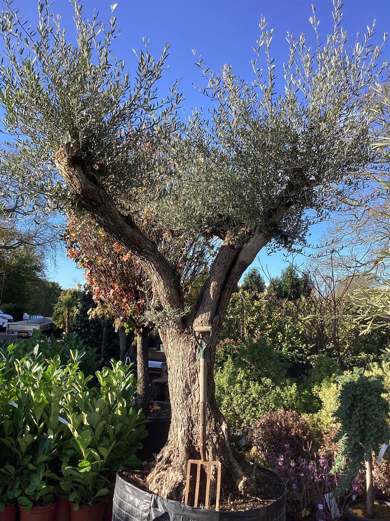 Olive Tree | Olea Europea 1/2 Std 3 Branch - 235-245cm, 500lt