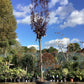 Prunus Cerasifera Pissardii Nigra | Black Cherry Plum - 450-460cm, 150lt