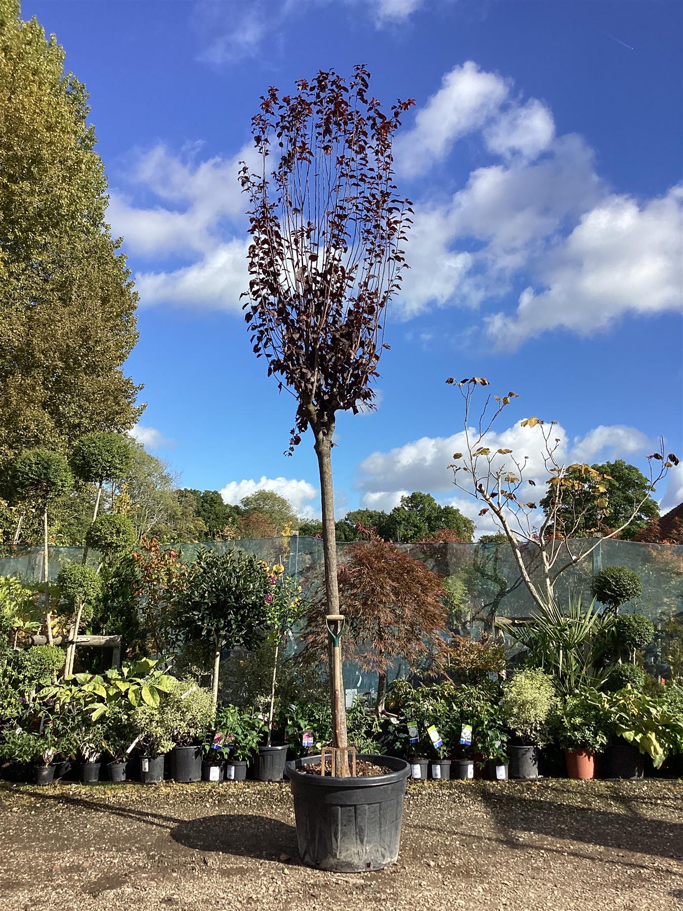 Prunus Cerasifera Pissardii Nigra | Black Cherry Plum - 450-460cm, 150lt