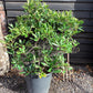 Eriobotrya japonica 'Coppertone' | Coppertone Loquat Tree - 150-200cm, 50lt