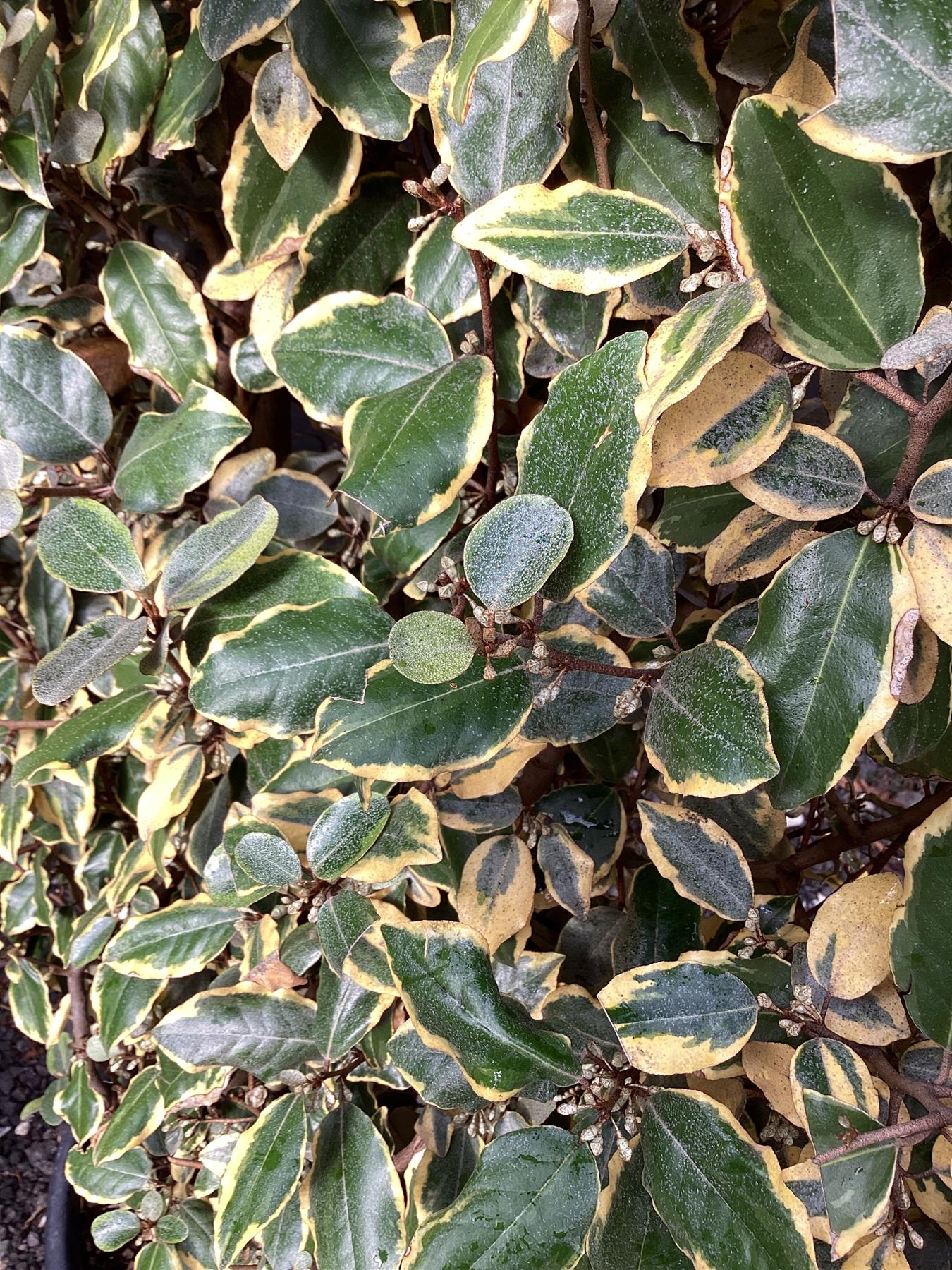 Elaeagnus 'Viveleg' - Metal Frame - 160cm, 45lt